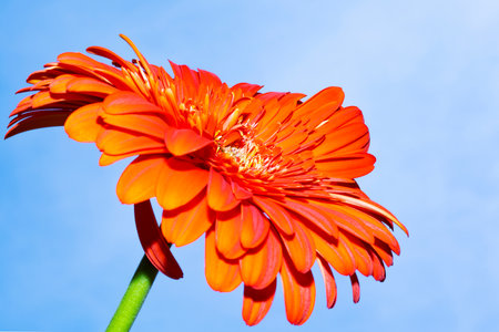 Red gerbera flower on blue sky background, close-upの写真素材