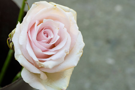 pink and white rose in vase on cement floor background.の写真素材