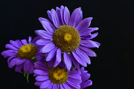 purple daisies isolated on black background close-up macroの写真素材