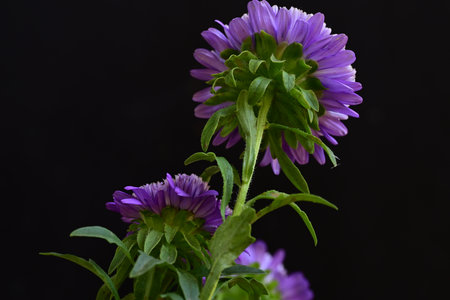 purple asters on a black background close-up macro photographyの写真素材