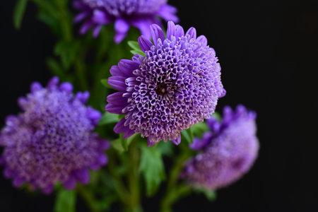 purple chrysanthemums on a black background close upの写真素材