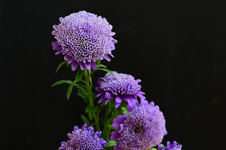 purple chrysanthemum flowers on black background closeupの写真素材