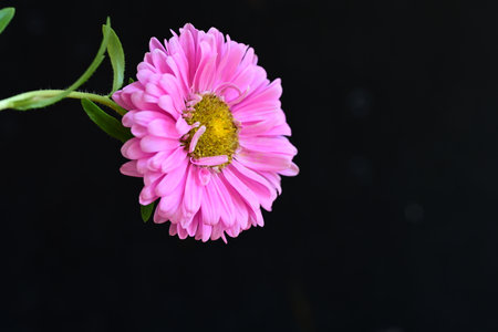 pink aster flower isolated on black background, closeup of photoの写真素材