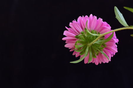 Pink aster flower isolated on black background with copy space for your textの写真素材