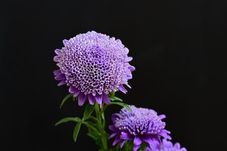 Purple chrysanthemum flower isolated on black background.の写真素材
