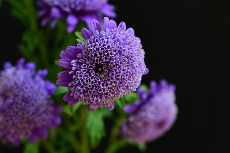 Purple chrysanthemum flowers isolated on black background.の写真素材