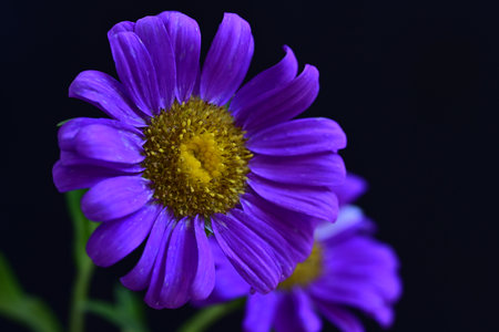 purple daisy flower isolated on black background close up macro photographyの写真素材