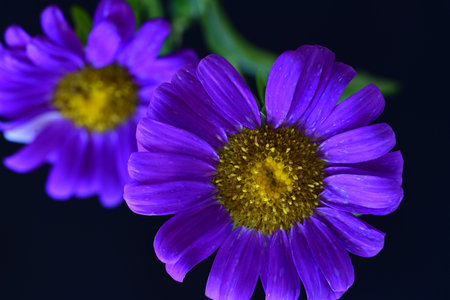 purple daisies on a dark background close-up macroの写真素材