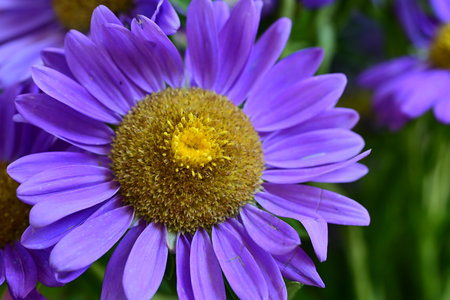 Purple daisies in the garden, close-up.の写真素材