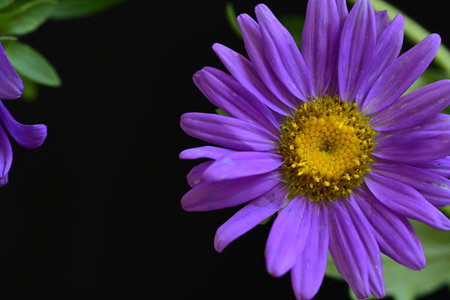 purple aster flower isolated on black background close-up macro photographyの写真素材