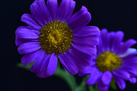 purple daisy on a black background close-up macro photographyの写真素材
