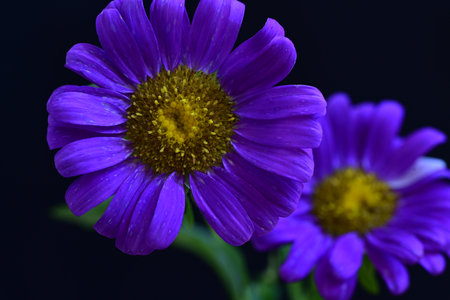 purple daisies on a dark background close-up macroの写真素材