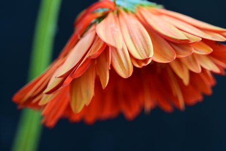 Orange gerbera flower close up on black background. Shallow depth of fieldの写真素材