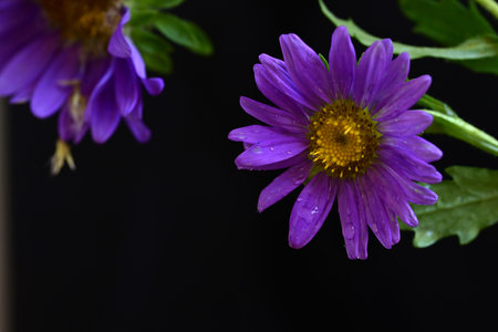 Purple aster flowers on a black background. Selective focus.の写真素材
