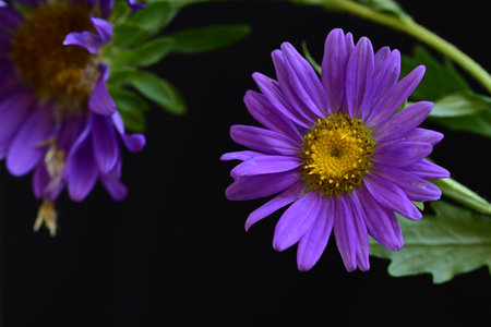 purple aster on a black background close-up with space for textの写真素材