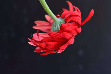 Red gerbera flower isolated on black background. Close up.の写真素材