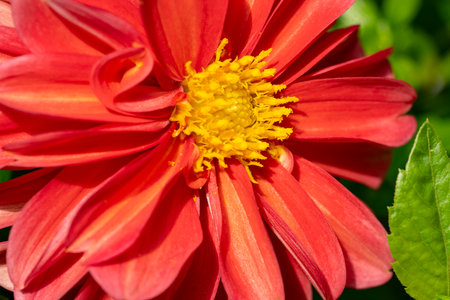 Close up of red dahlia flower with yellow stamensの写真素材