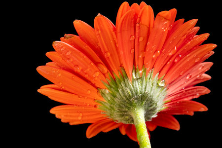 Orange gerbera flower with water drops isolated on a black backgroundの写真素材