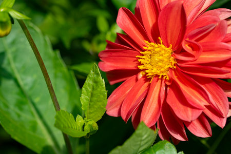 Close up of red dahlia flower with green leaves background.の写真素材