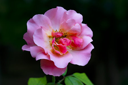 pink rose in the garden with green leaves on a dark backgroundの写真素材