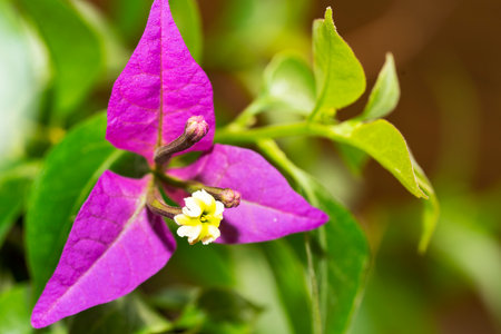 Purple bougainvillea flower in the garden, Thailand.の写真素材
