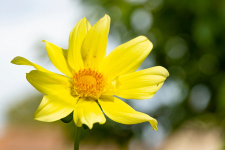 Close up of yellow dahlia flower with green blurred background.の写真素材
