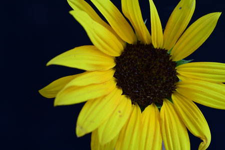 Yellow sunflower on black background, close-up, macro photographyの写真素材