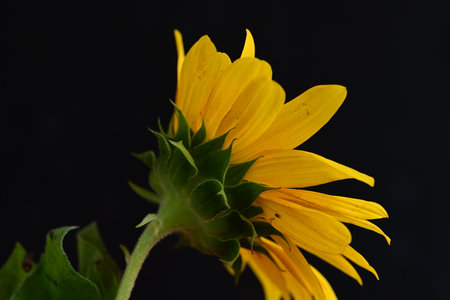 sunflower isolated on black background close-up macro photography, selective focusの写真素材