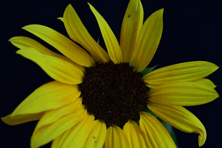 Sunflower on black background, close-up of yellow sunflowerの写真素材