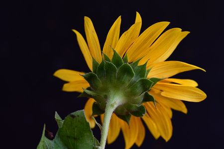 Beautiful sunflower on a black background. Close-up.の写真素材