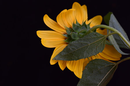 Yellow sunflower on black background. Shallow depth of field.の写真素材