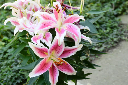 pink and white lily flowers in the garden, stock photoの写真素材