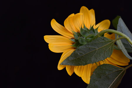 Yellow sunflower isolated on black background with copy space for your textの写真素材