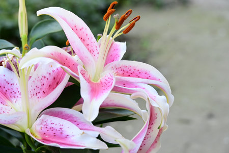 pink and white lily in the garden, closeup of photoの写真素材
