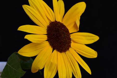 Sunflower on a black background. Close-up of a flower.の写真素材