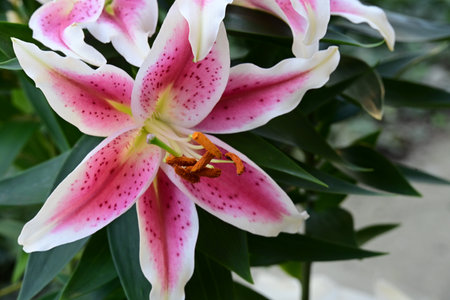 pink and white lily flower in the garden, nature backgroundの写真素材