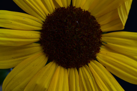 Close-up of a yellow sunflower on a black background.の写真素材