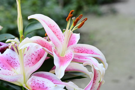 pink and white lily flower in the garden close-upの写真素材