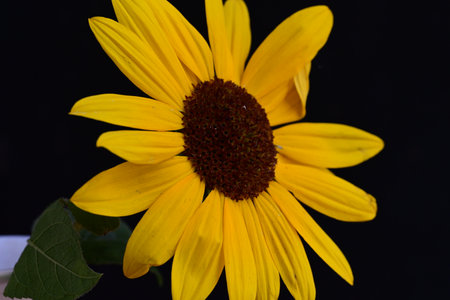 Sunflower with black background, closeup of yellow petals.の写真素材