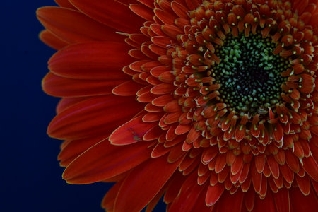 Orange gerbera flower on a dark blue background close-upの写真素材