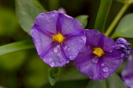 Purple flowers with raindrops on the petals and green leavesの写真素材
