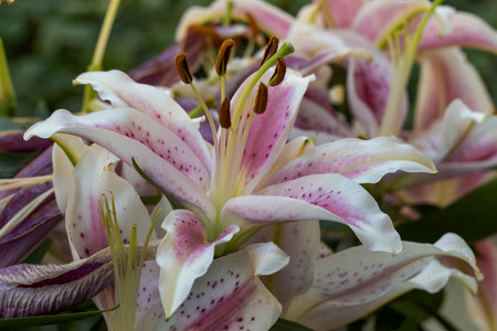 pink and white lily flowers in the garden, close upの写真素材