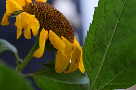 Sunflowers with green leaves. Selective focus. Shallow depth of field.の写真素材