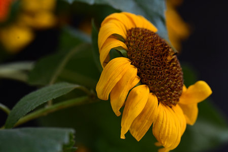 Close up of yellow sunflower (Helianthus annuus)の写真素材