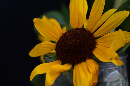 Beautiful yellow sunflower in a vase on a black backgroundの写真素材
