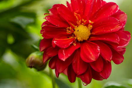 Beautiful red dahlia flower in the garden, close upの写真素材