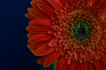 Orange gerbera flower on a dark blue background close-upの写真素材