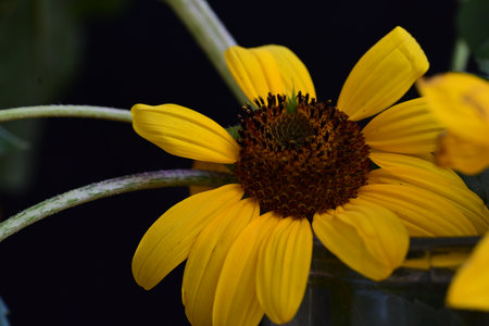 Yellow sunflower on a black background. Close-up. Selective focus.の写真素材