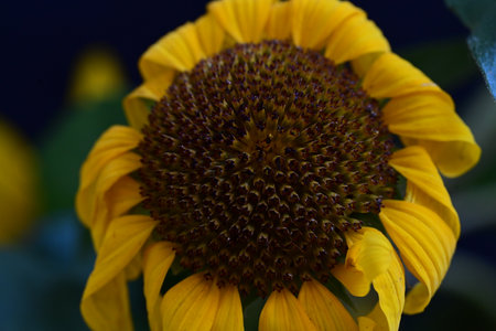 Close up of a yellow sunflower with green leaves in the backgroundの写真素材