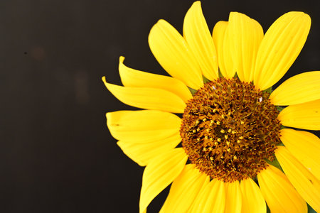 Yellow sunflower on black background. Shallow depth of field.の写真素材